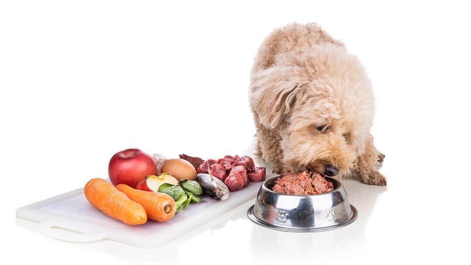 Pet Food Reviews
